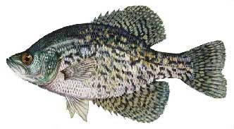 Black Crappie