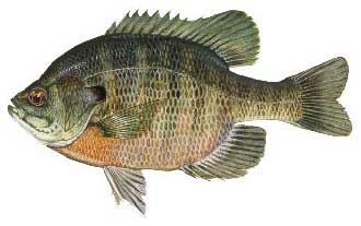 Bluegill