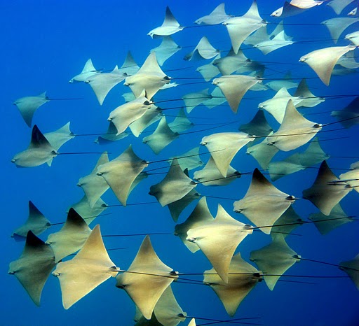 golden_cownose_rays