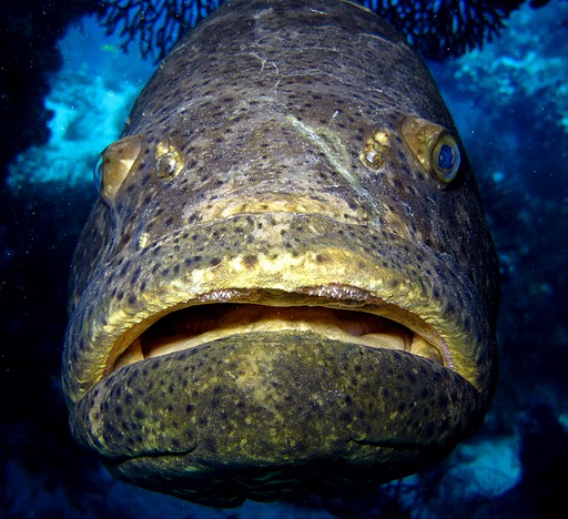 goliath_grouper