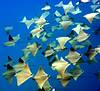 golden_cownose_rays.jpg