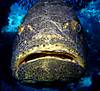 goliath_grouper.jpg