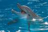 clearwater_marine_aquarium.jpg