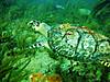 loggerhead_turtle1.jpg