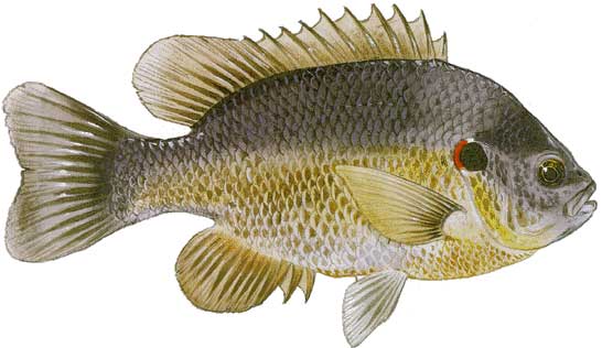 Red Ear Sunfish